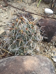 Coryphantha salinensis