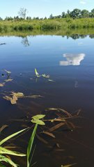 Sagittaria sagittifolia