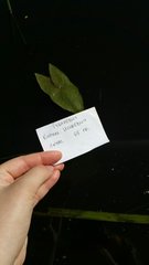 Sagittaria sagittifolia