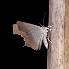 Eutomopepla discuneata