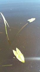 Sagittaria sagittifolia