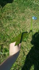 Sagittaria sagittifolia