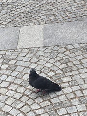 Columba livia domestica