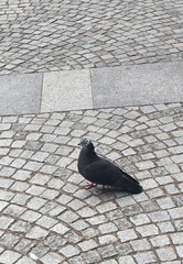 Columba livia domestica