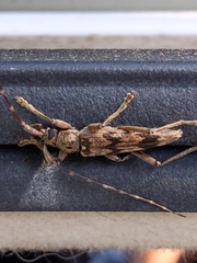 Elytrimitatrix undata