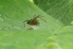 Agelena labyrinthica