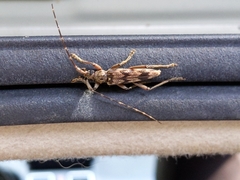 Elytrimitatrix undata