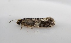 Monopis marginistrigella