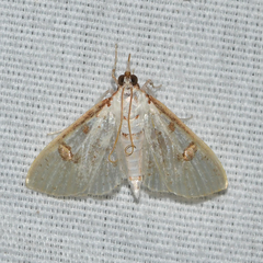 Palpita illibalis