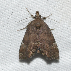 Cutina aluticolor