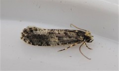 Monopis marginistrigella