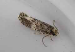 Monopis marginistrigella