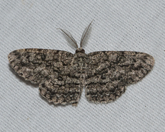 Hypomecis umbrosaria