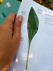 Solidago speciosa rigidiuscula