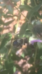 Bombus impatiens