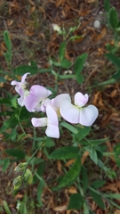 Lathyrus latifolius