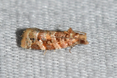 Argyrotaenia tabulana