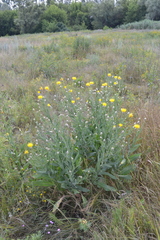 Centaurea chartolepis