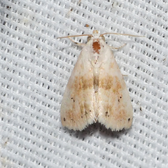 Eublemma minima