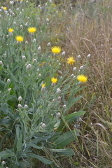 Centaurea chartolepis