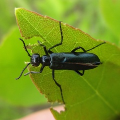 Linsleya sphaericollis