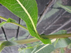 Lactuca serriola