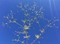 Linanthus harknessii