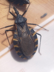 Triatoma gerstaeckeri