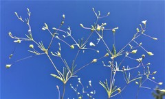 Linanthus harknessii