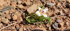 Moraea falcifolia
