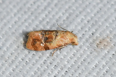 Cochylis bucera