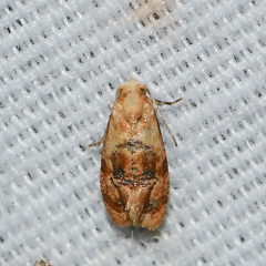 Cochylis bucera
