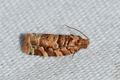 Argyrotaenia tabulana