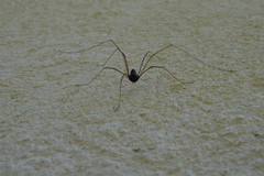 Platybunus