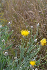 Centaurea chartolepis