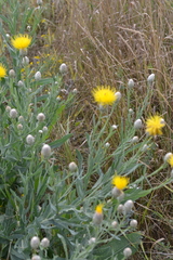 Centaurea chartolepis