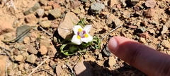 Moraea falcifolia
