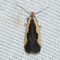 Dichomeris inserrata
