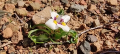 Moraea falcifolia