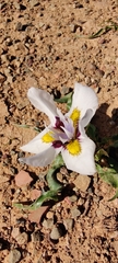 Moraea falcifolia