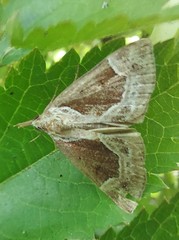 Hypena crassalis