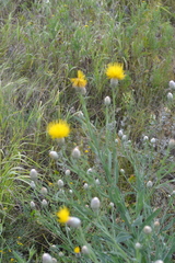 Centaurea chartolepis