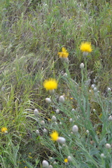 Centaurea chartolepis