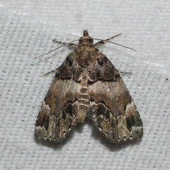 Cutina distincta