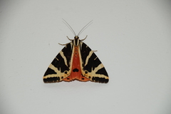 Euplagia quadripunctaria