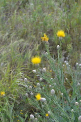 Centaurea chartolepis