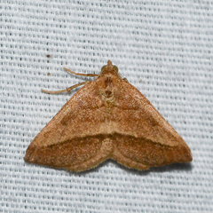 Macaria varadaria