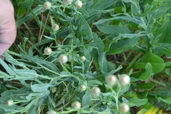 Centaurea chartolepis