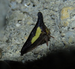 Thelia bimaculata