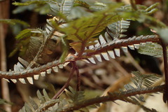 Selaginella intermedia